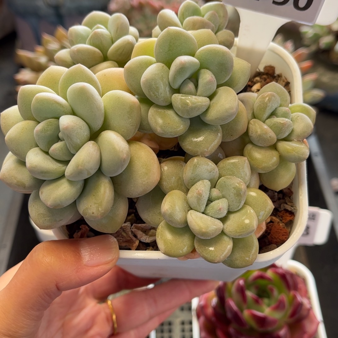 2790 满30包邮，天冷地区必拍保温箱