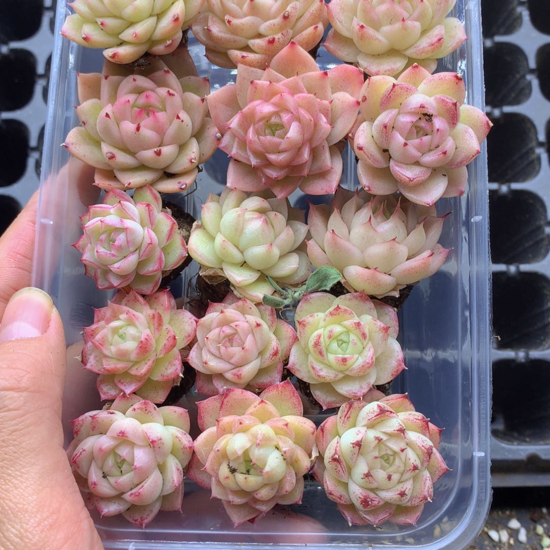 反反复复还是很开心的043