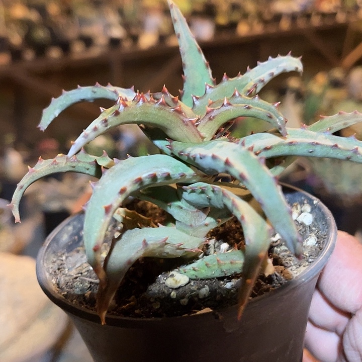 满38包邮2天凑单，脱土晾根发货多肉植物卡萨帝芦荟