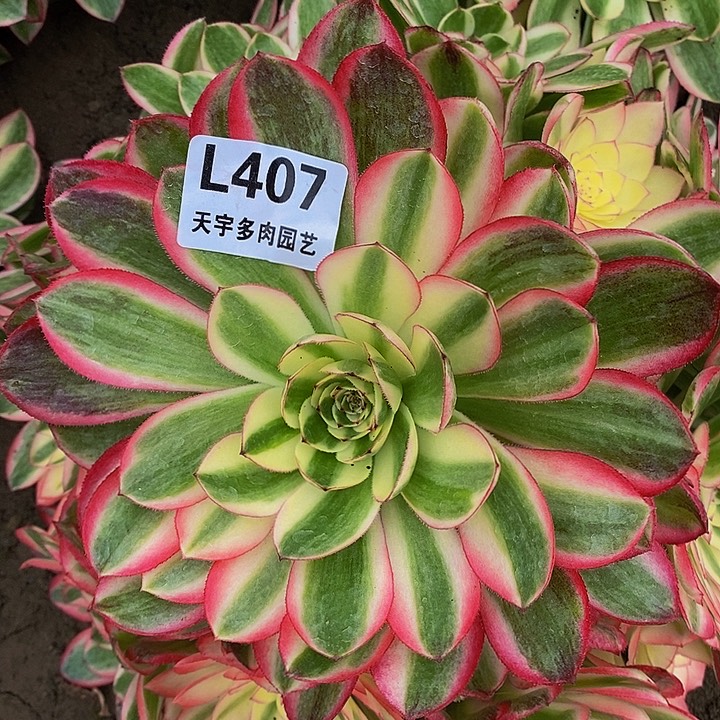 3****2多肉荔枝407多肉