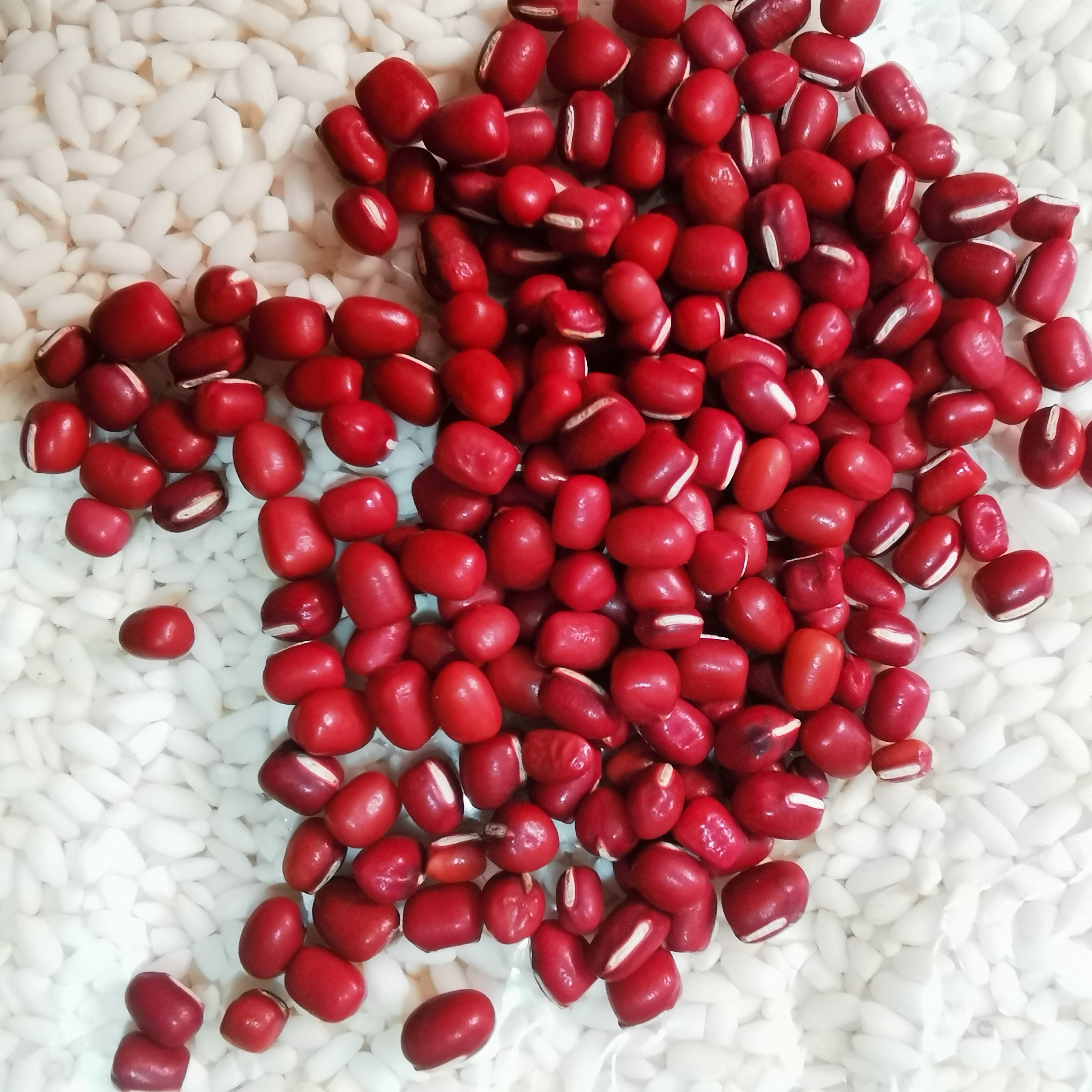 海溪村高山  农户家红豆  土红豆