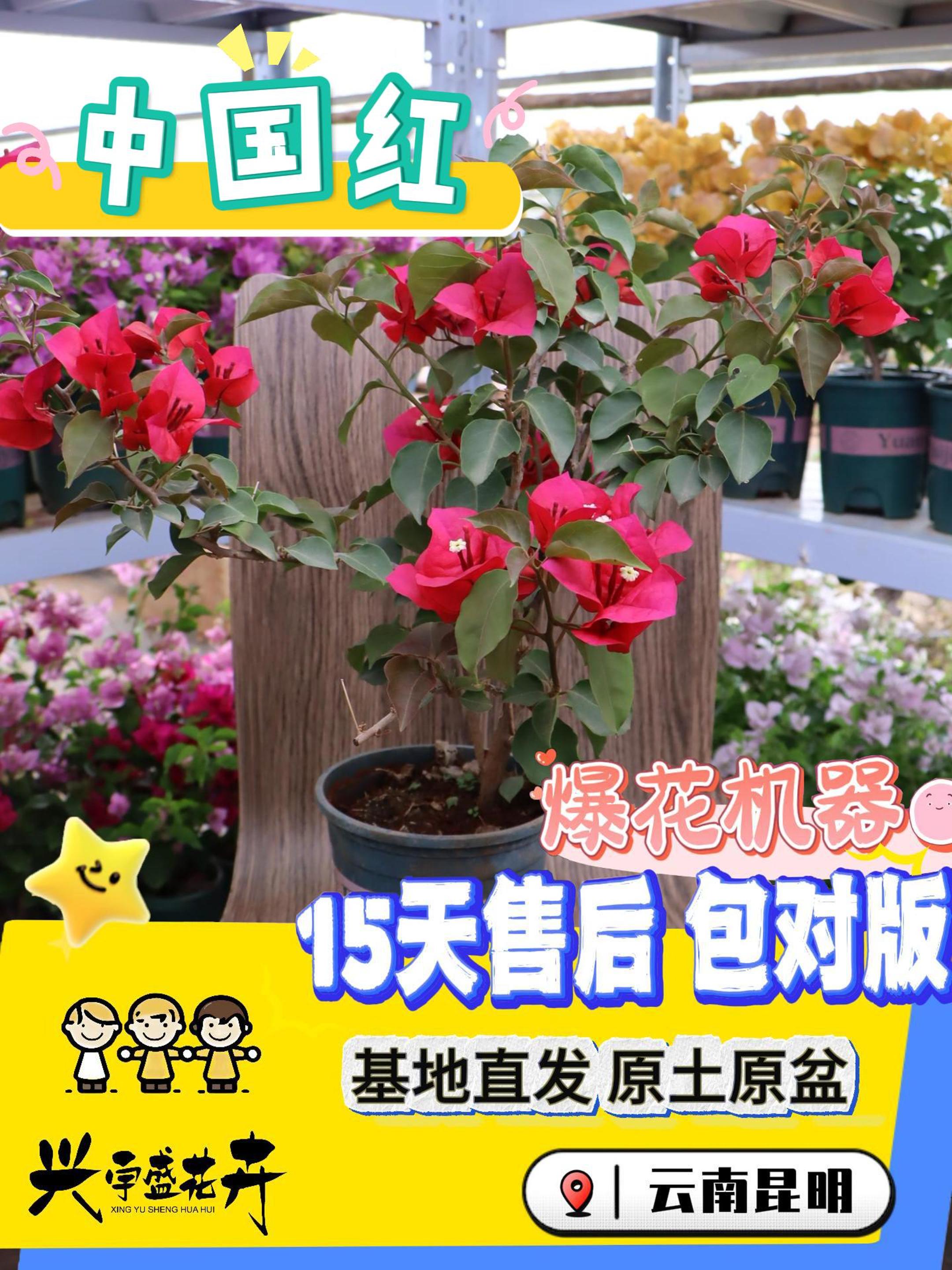 【中国红1加仑】带盆土观赏性高耐活三角梅