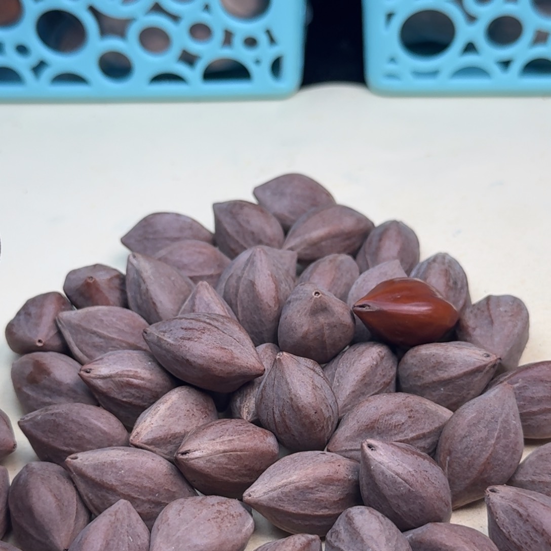 悟***道橄榄核手串/手链1