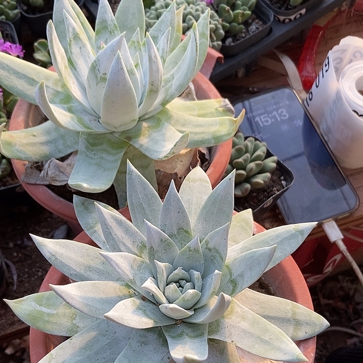 ^***t多肉植物一物一拍