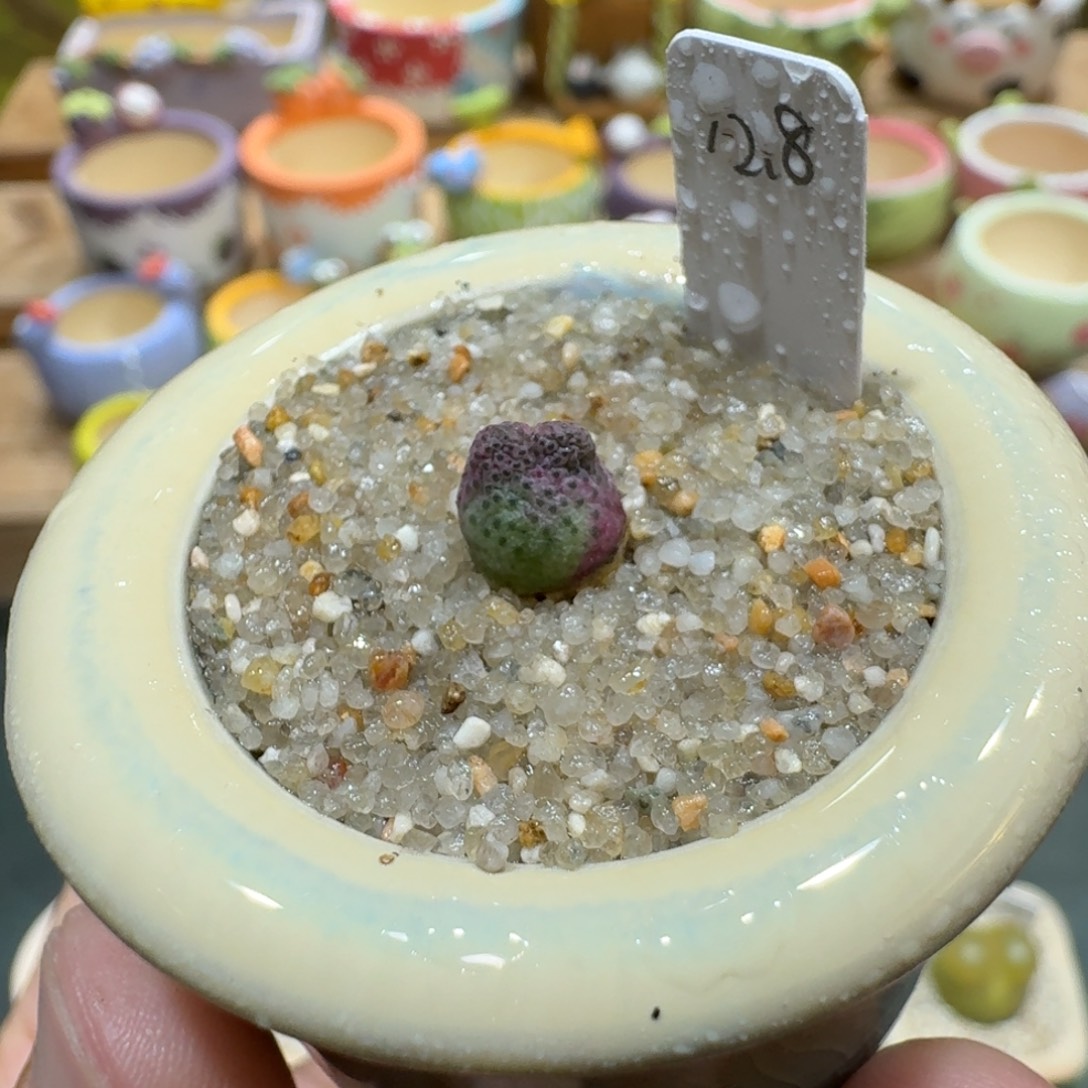 蘑菇1104原始斑马多肉植物