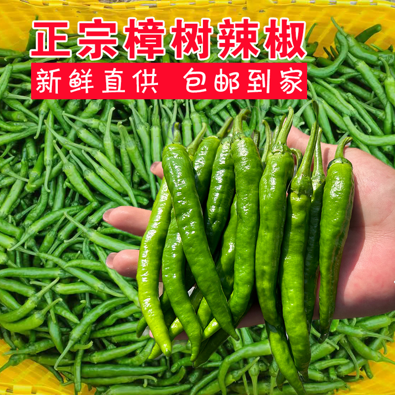 正宗湖南樟树小青椒原基地露天种植辣椒薄皮肉嫩清脆爽口顺丰包邮