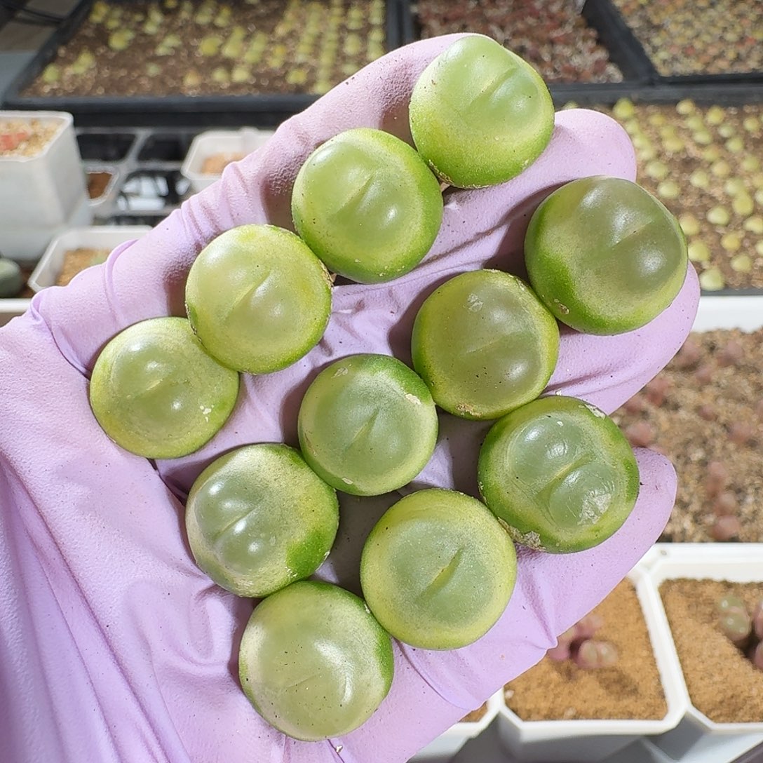 多肉植物福利拉登任选一颗价