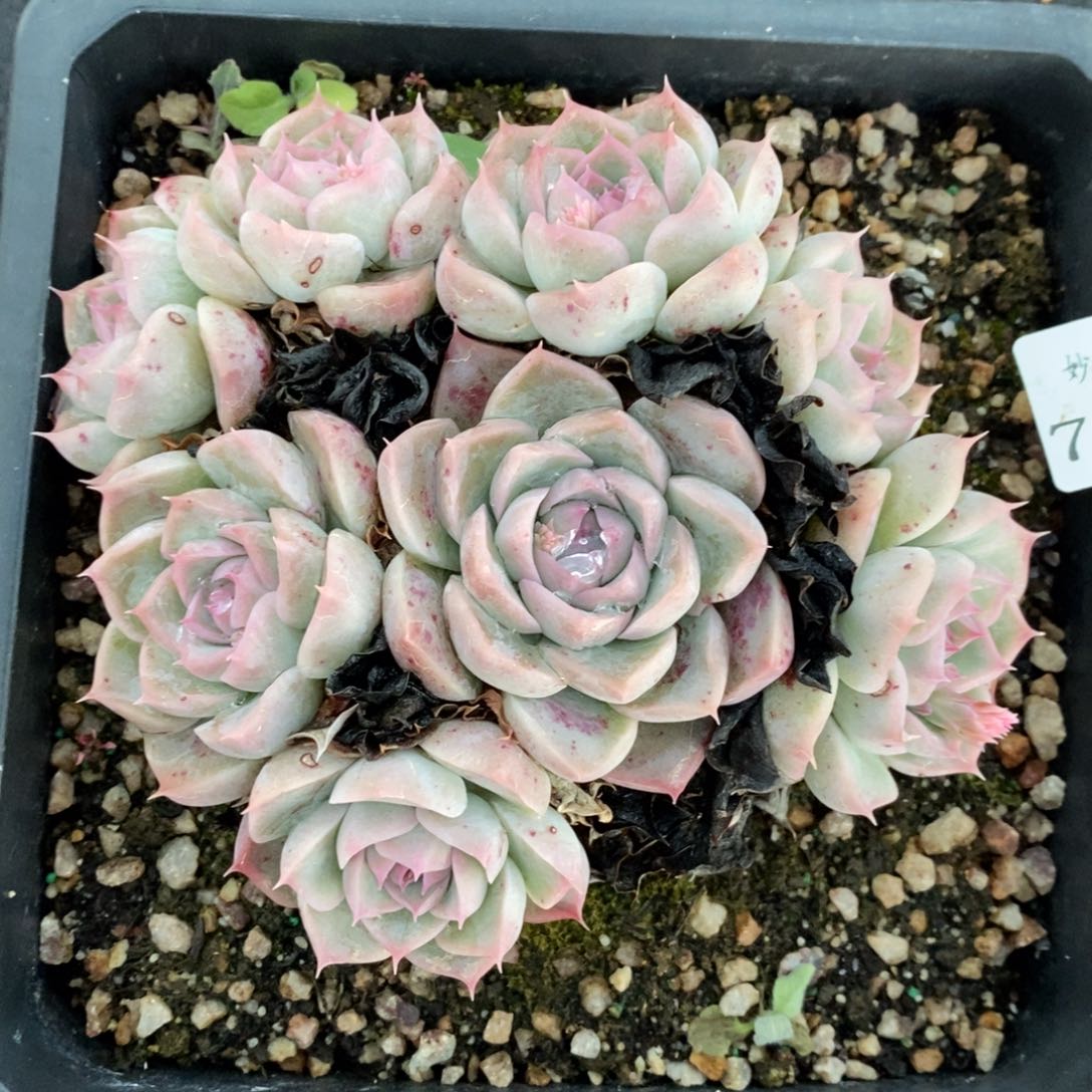 7470杂交多肉老桩