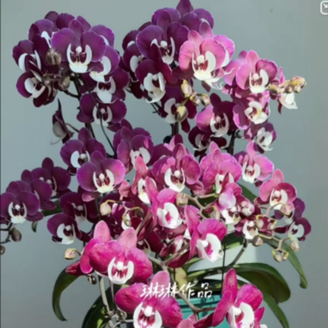 蝴蝶兰-久久团圆3.5寸杯（无花 轻微叶伤 双剑的断一个梗不售后）