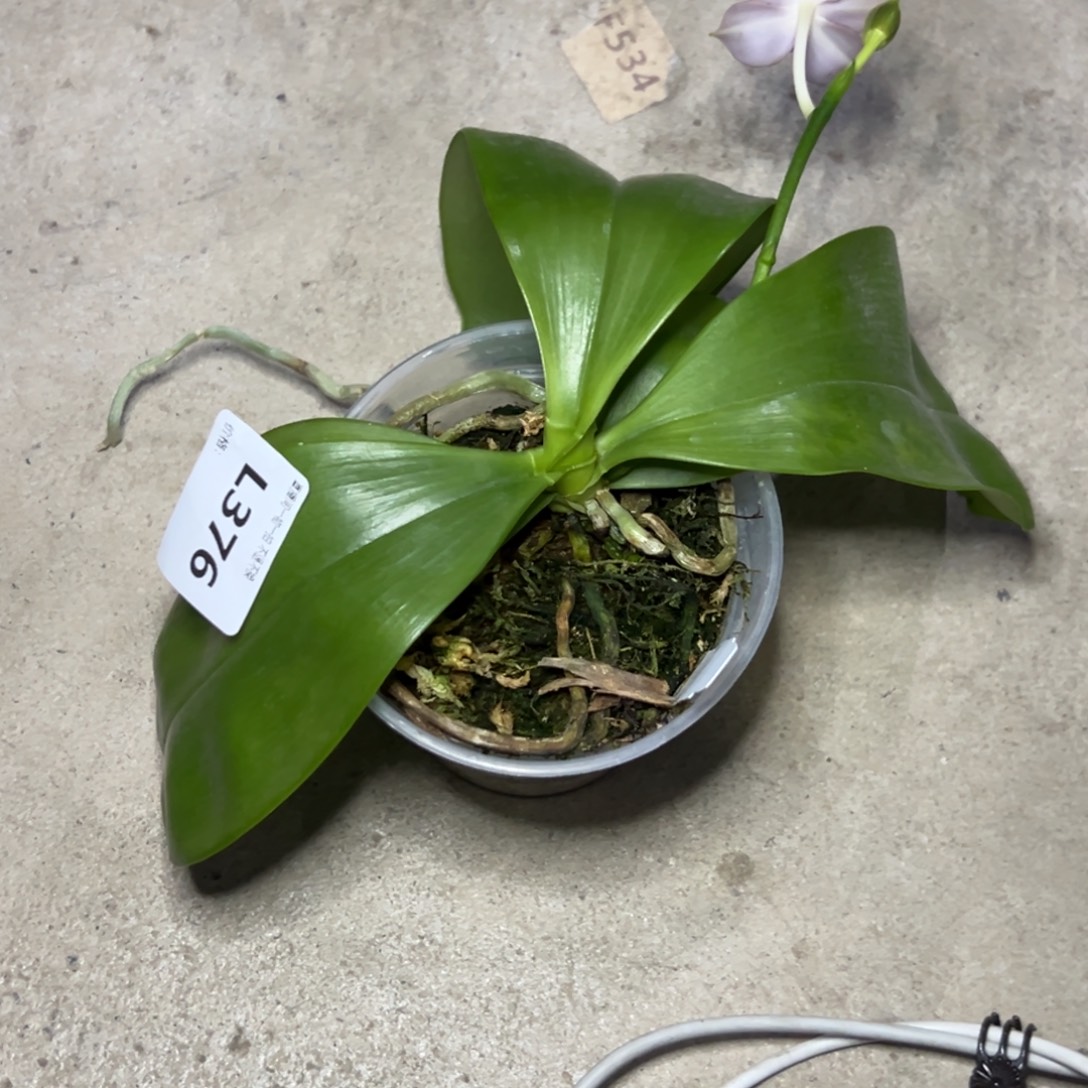 奇***喵完全开放l376三寸ys1209瑕疵没根