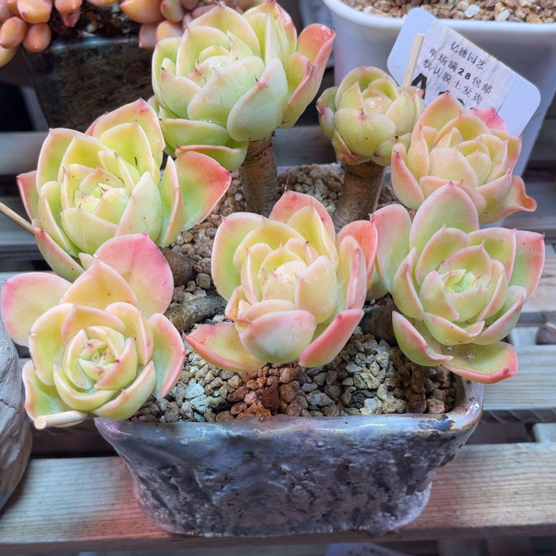 新纳塔tichujinjinjinnim