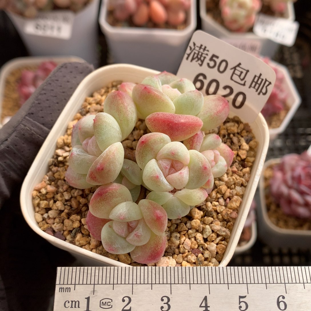 6020。福利七头小腿白底冰玉。