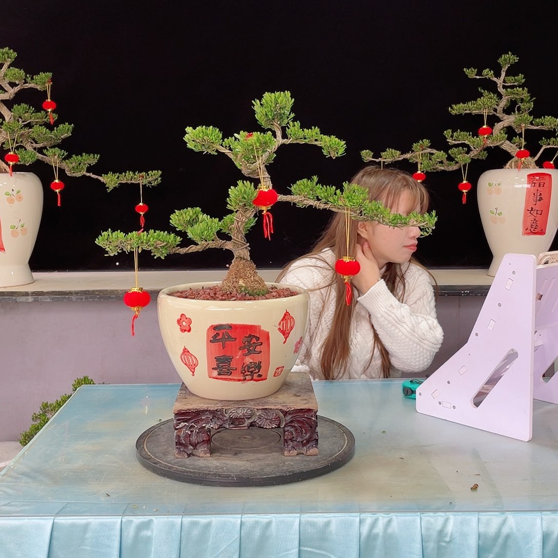 黄杨黄杨黄杨黄杨