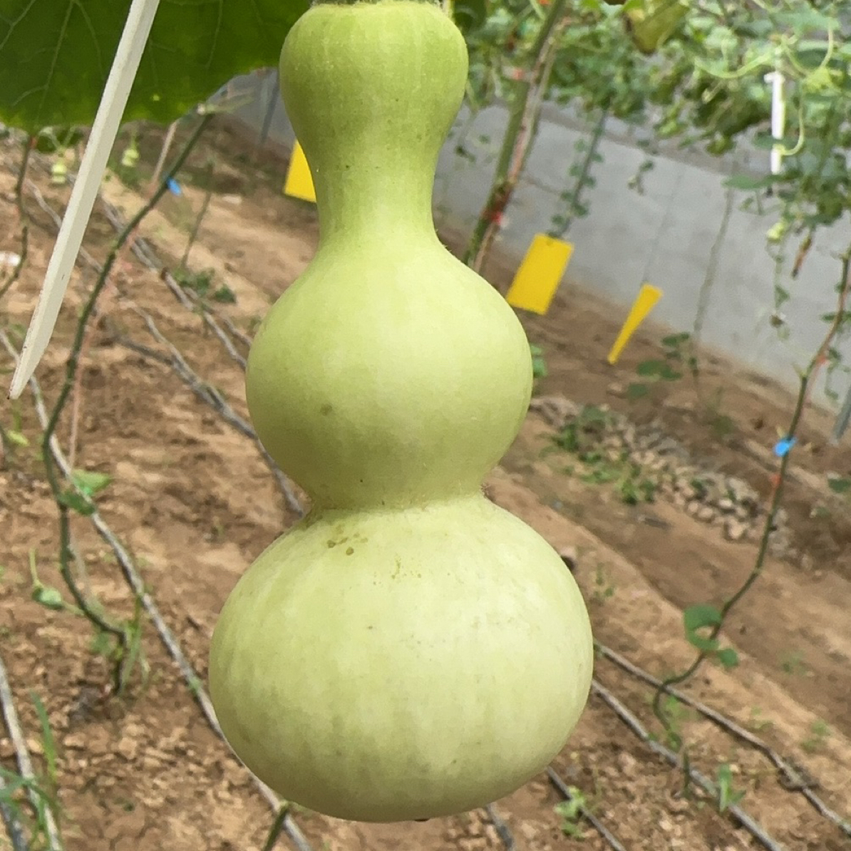 6年种子提纯山西铁皮粗翻嘴天坛八宝
