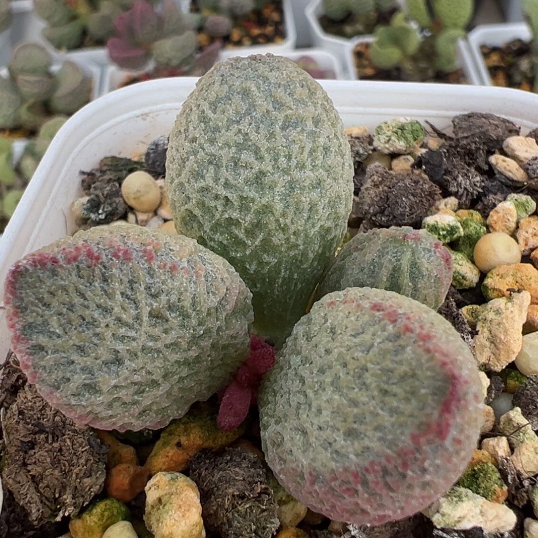 水滴型渔网纹实生新品多肉植物水泡