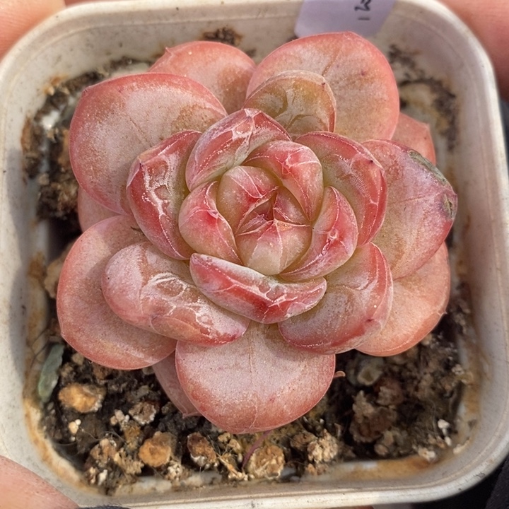 1206-119，星星珍妮多肉