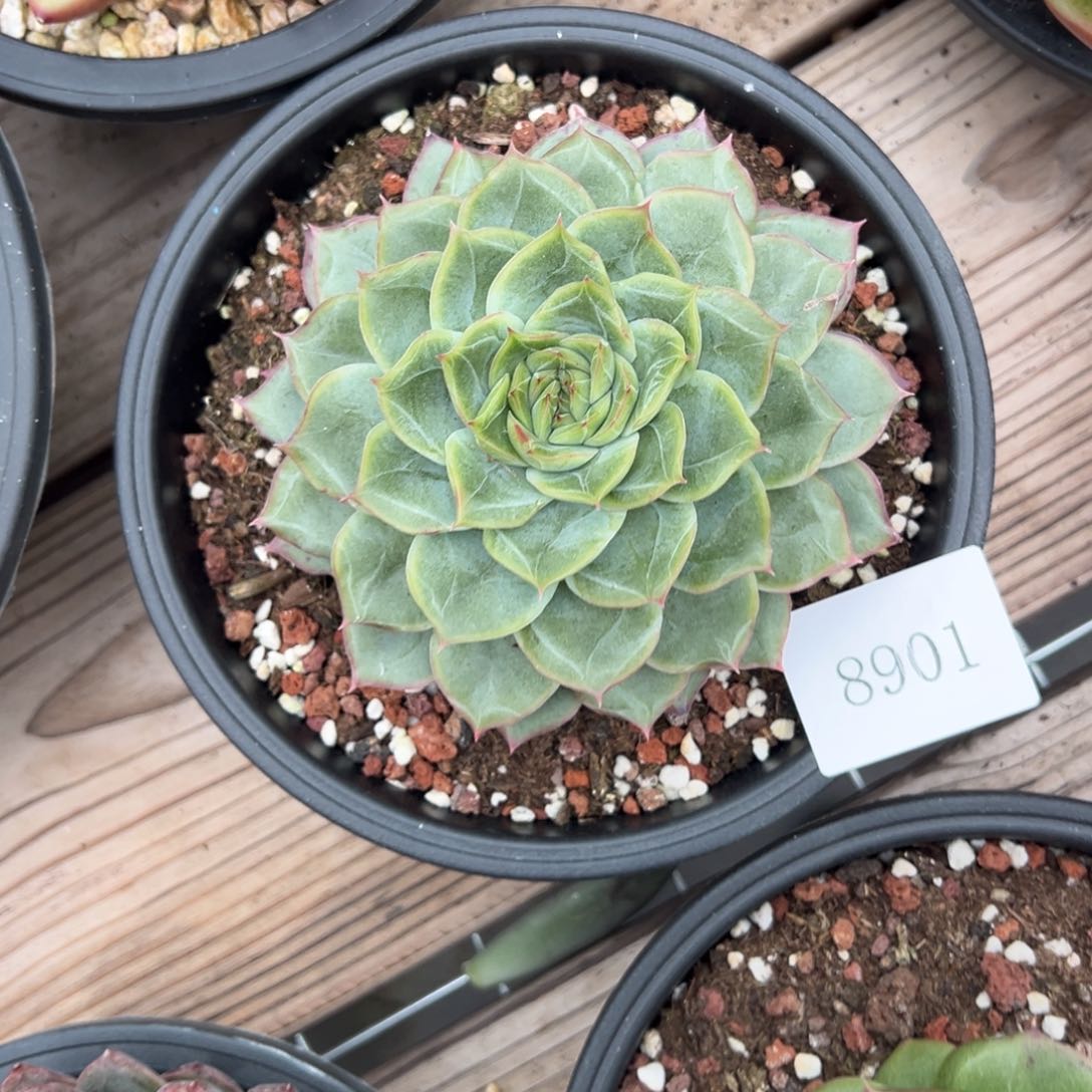 ？**？8901肉肉肉肉肉肉肉