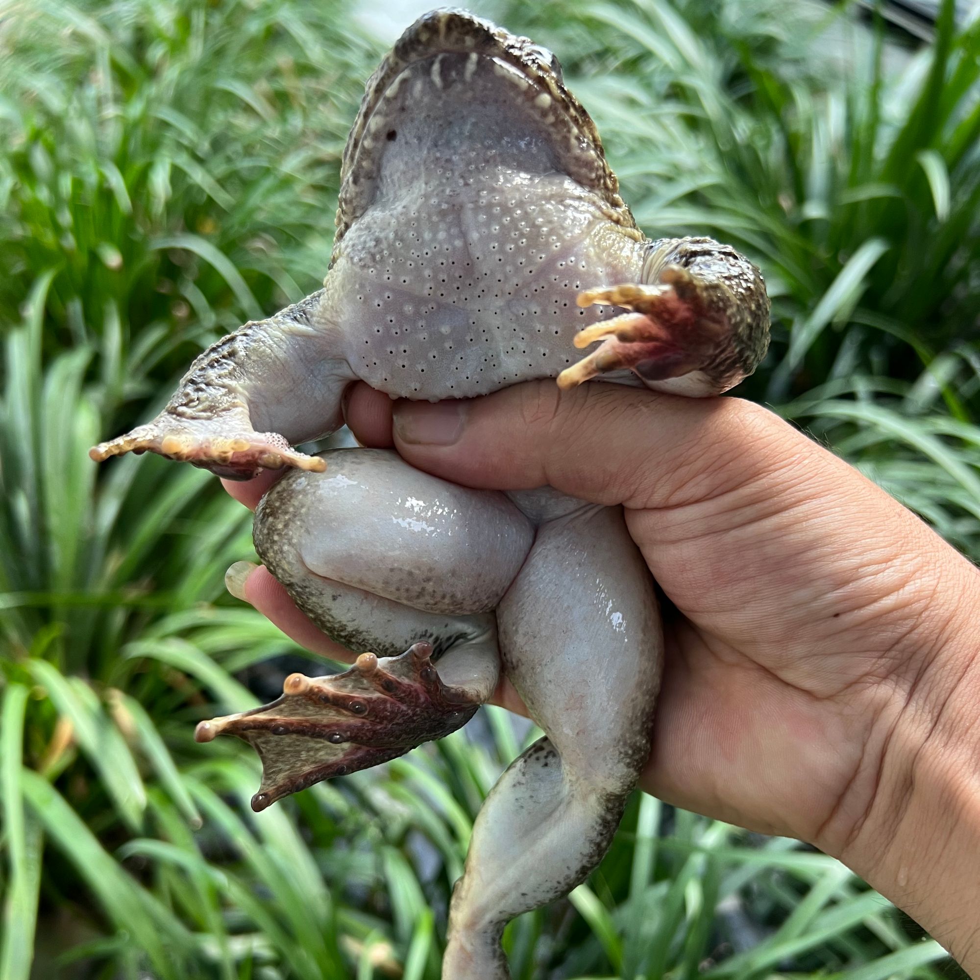 贵州罗甸鲜活蛙2斤（1000克）