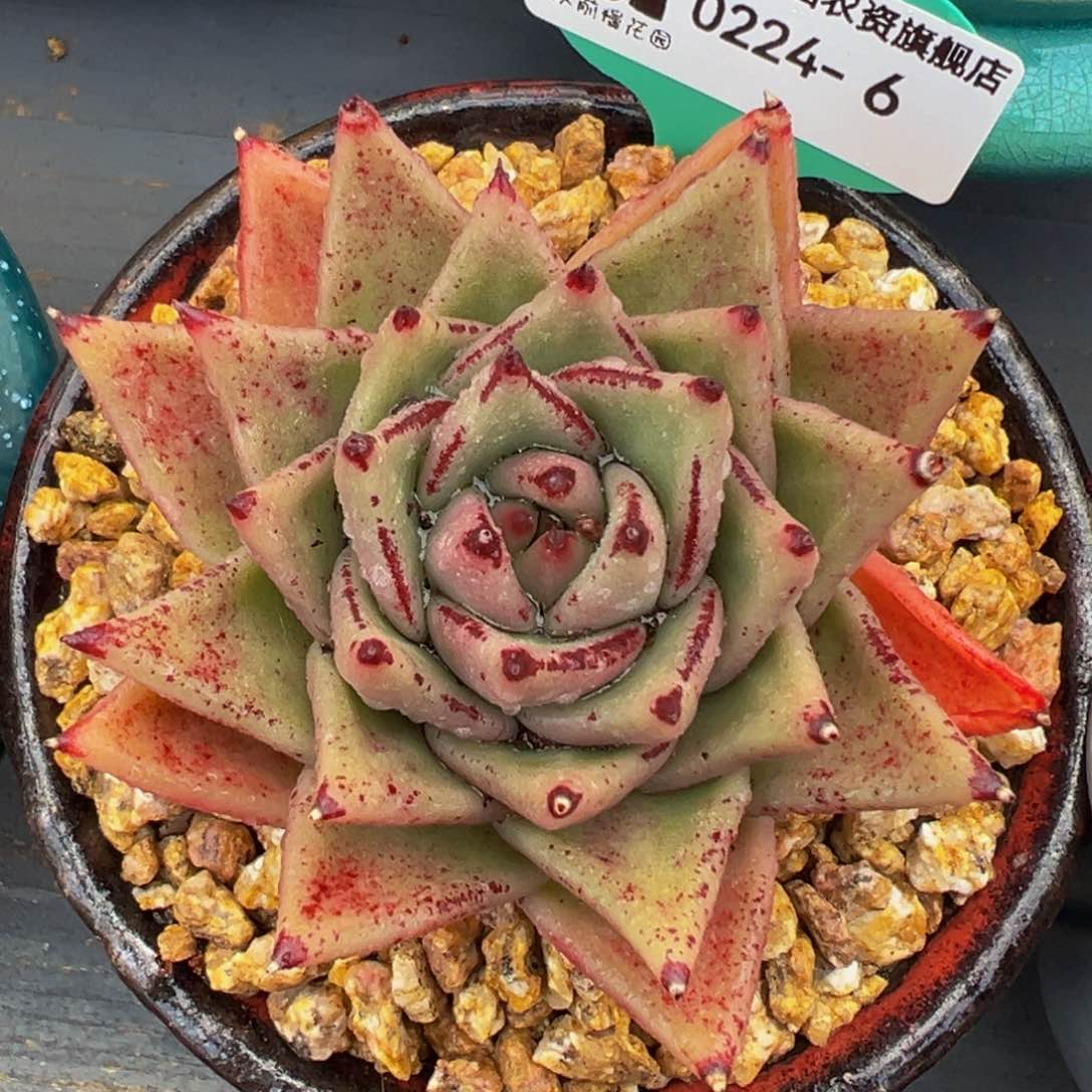 从前慢多肉精选编号0224.6