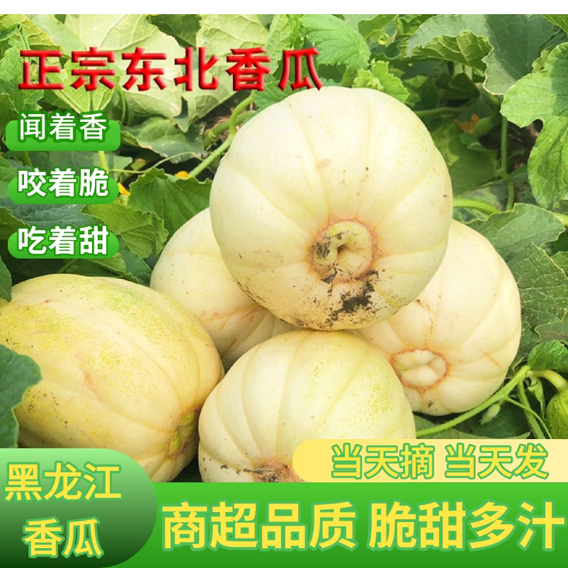 【顺丰】黑龙江白糖罐香瓜大地香瓜现摘现发应季水果坏果包赔