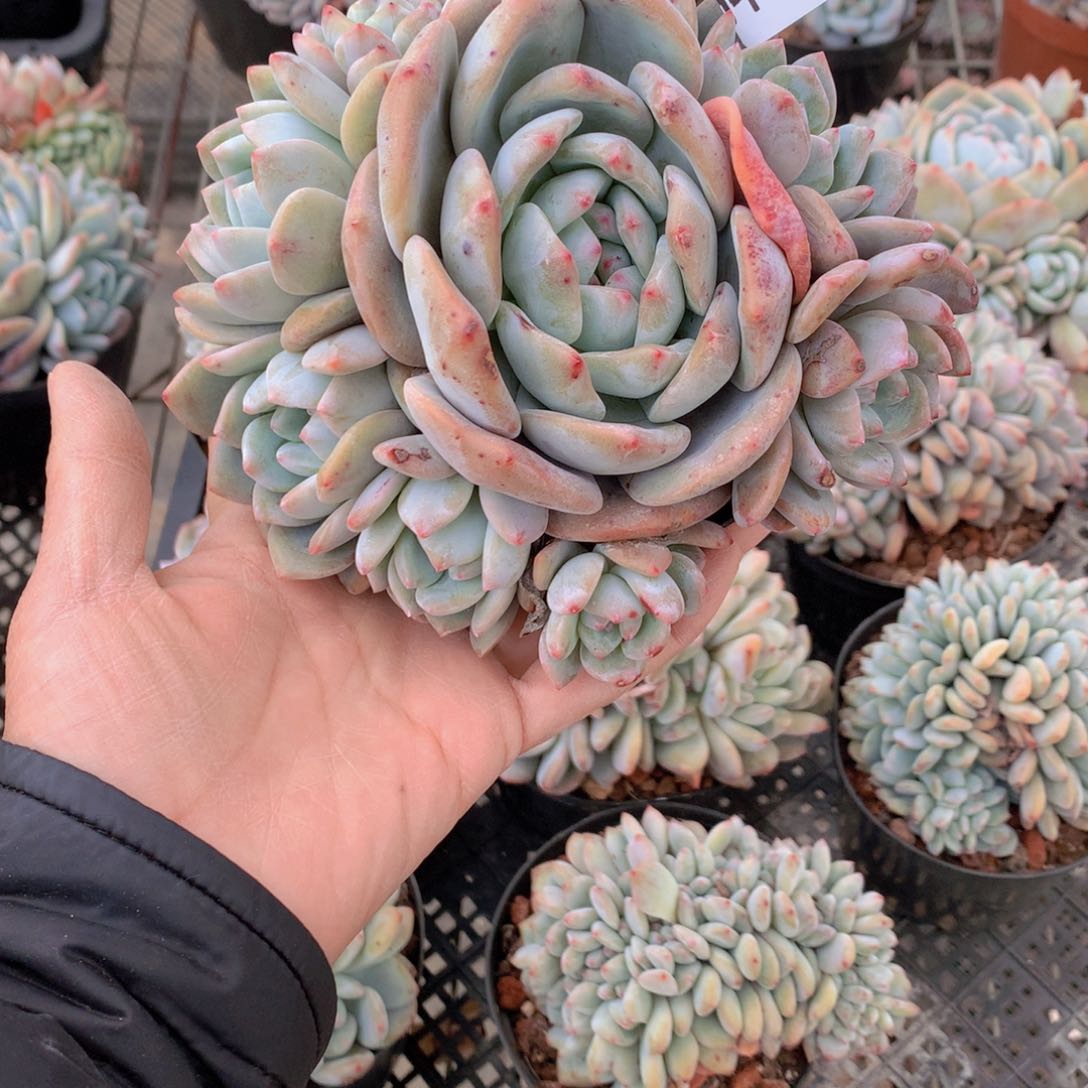 2474多头一个小时左右即可享受以下