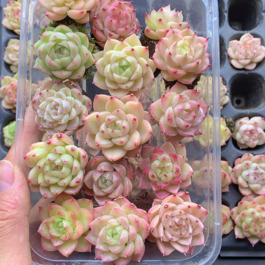 反反复复还是会有的061