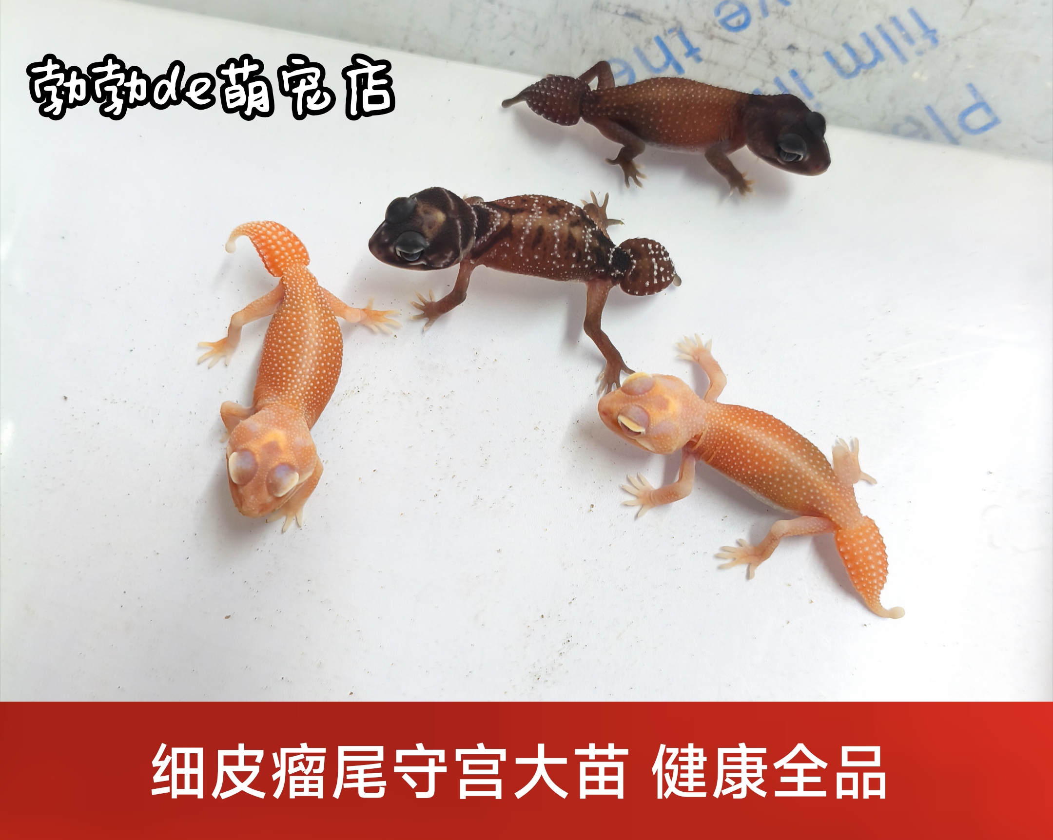 细皮瘤尾守宫苗子白化无纹小火龙皮卡丘草莓软糖温顺可爱桌面宠物