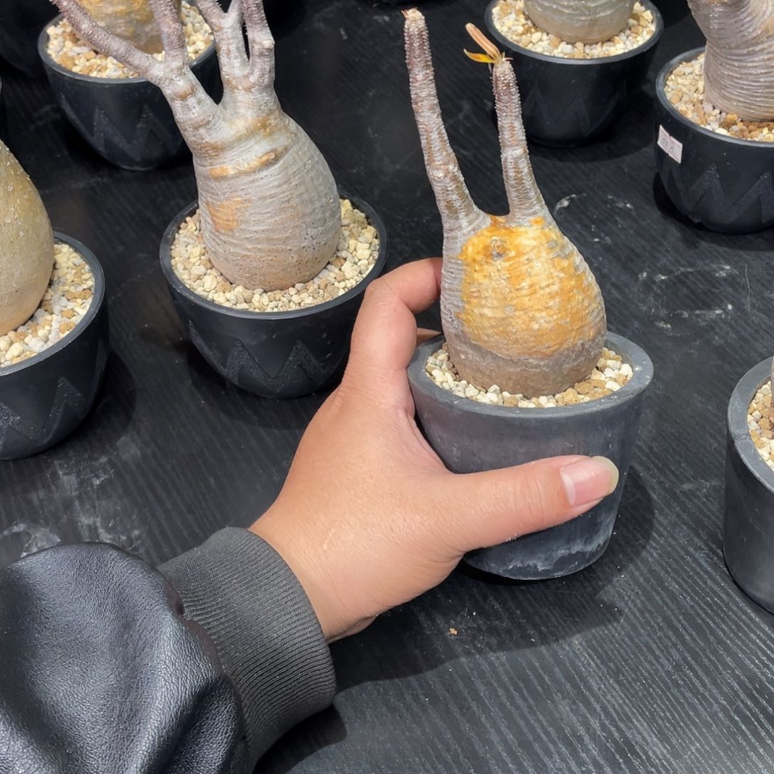 象牙宫带盆包邮哦