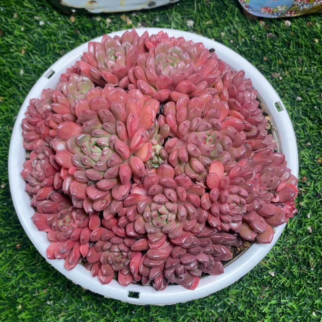 红宝石老桩多肉植物