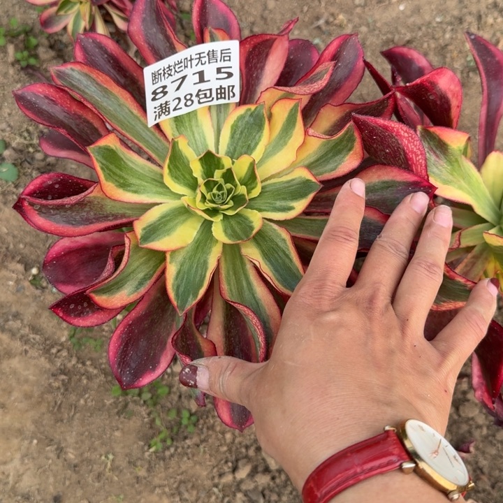 8715嫁接魅影三号棚D