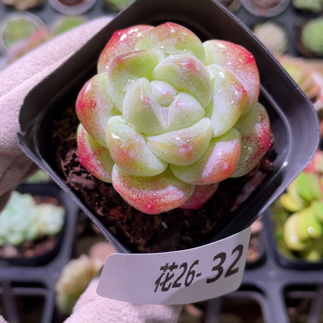 花利美26-32冰玉单头