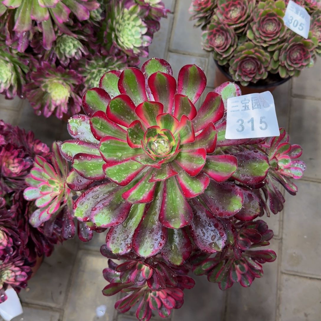 多肉植物315丽娜