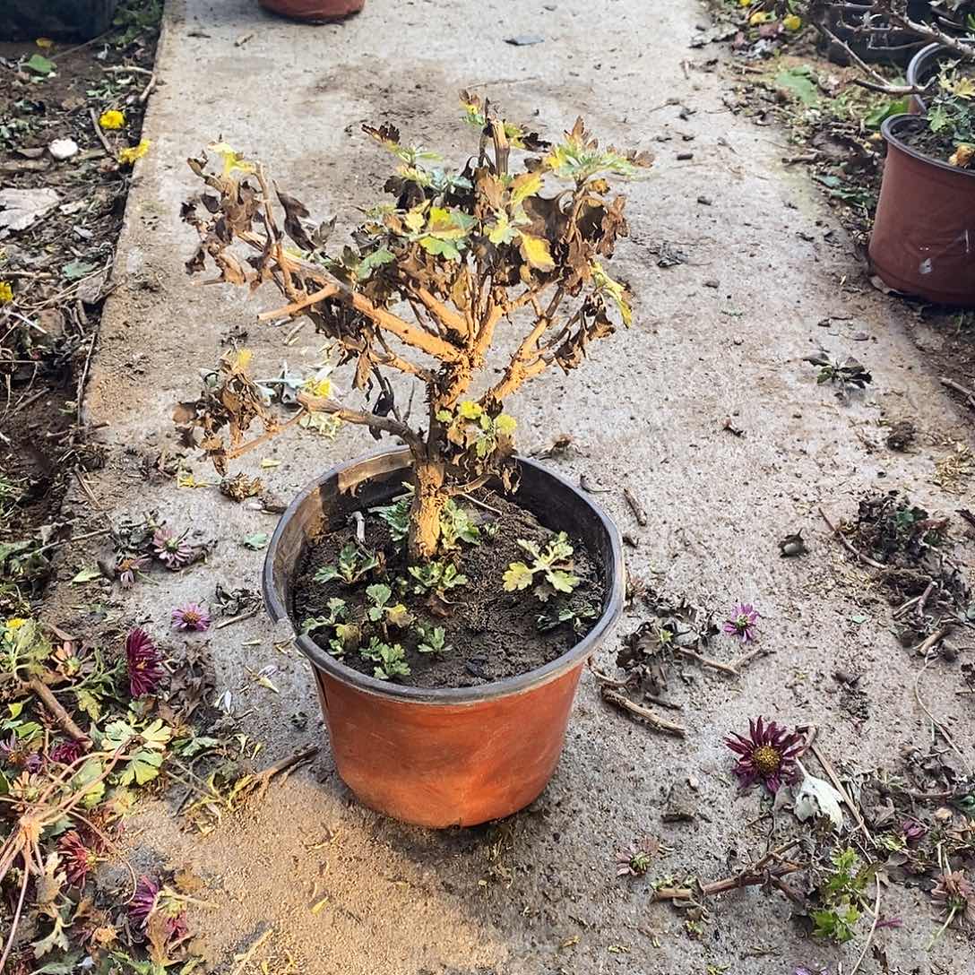 清***风完全开放盆景菊花