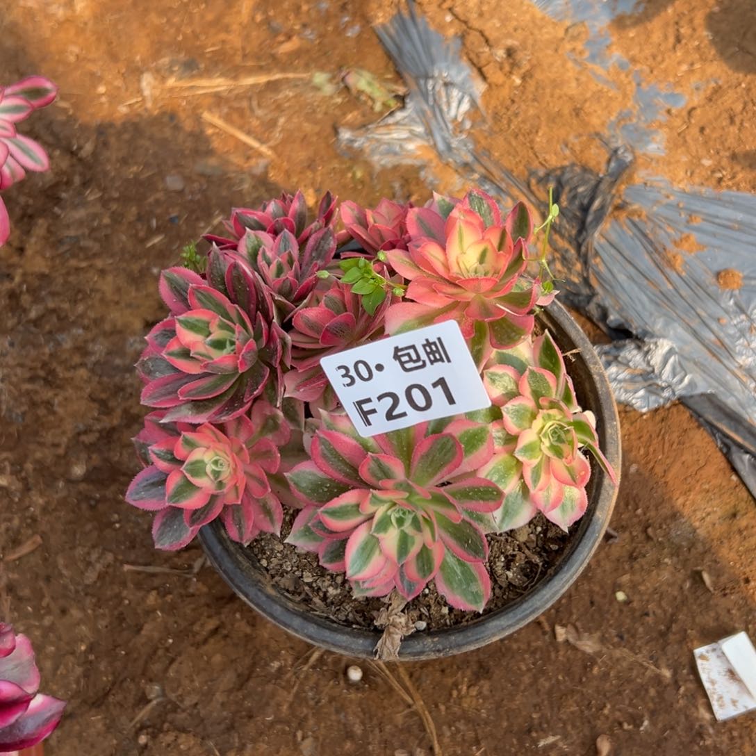 201女巫多肉法师