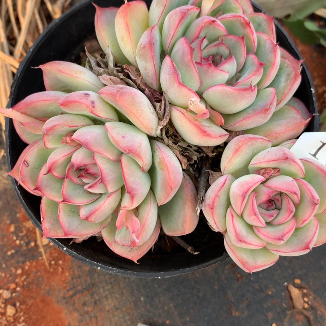 113杂交多肉老桩美肉