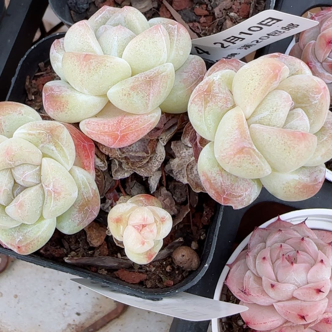 花语逸境0210-115