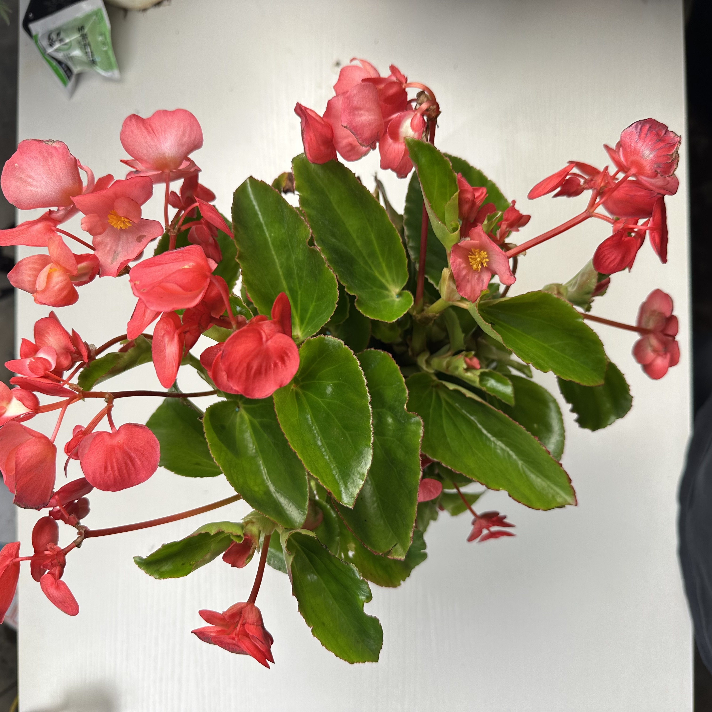 四季海棠花盆栽带花苞四季开花耐热适合阳台庭院种植