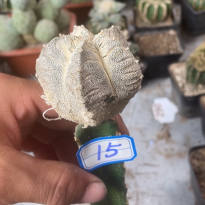 脚嫁接恩中15号仙桥