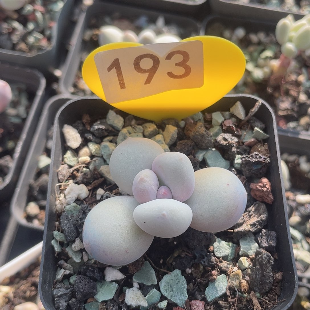 奶酪 脱土发货 7口盆