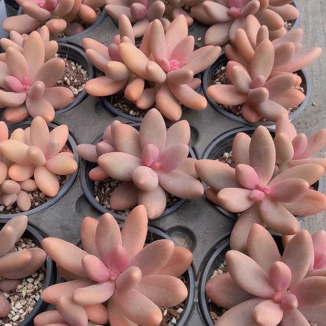 糖果美人4567899900000