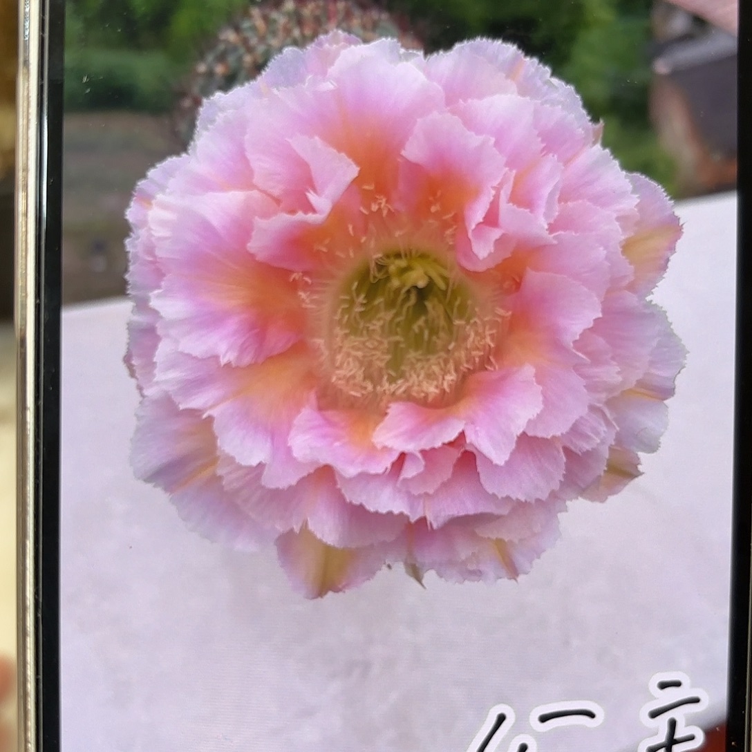 彩草青青公主3-3.5公分侧牙