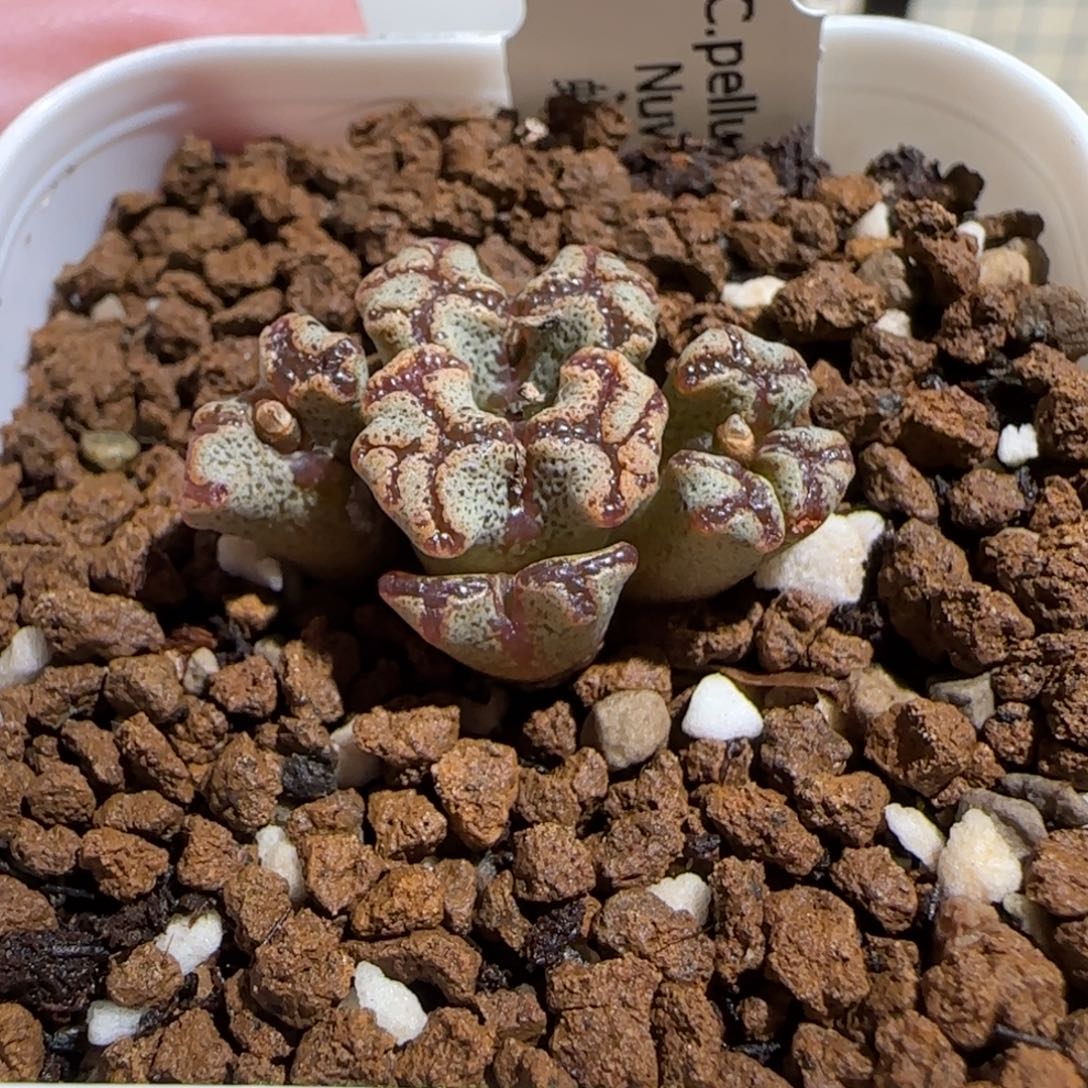 肉锥多肉植物组合-蝴蝶有疤1213