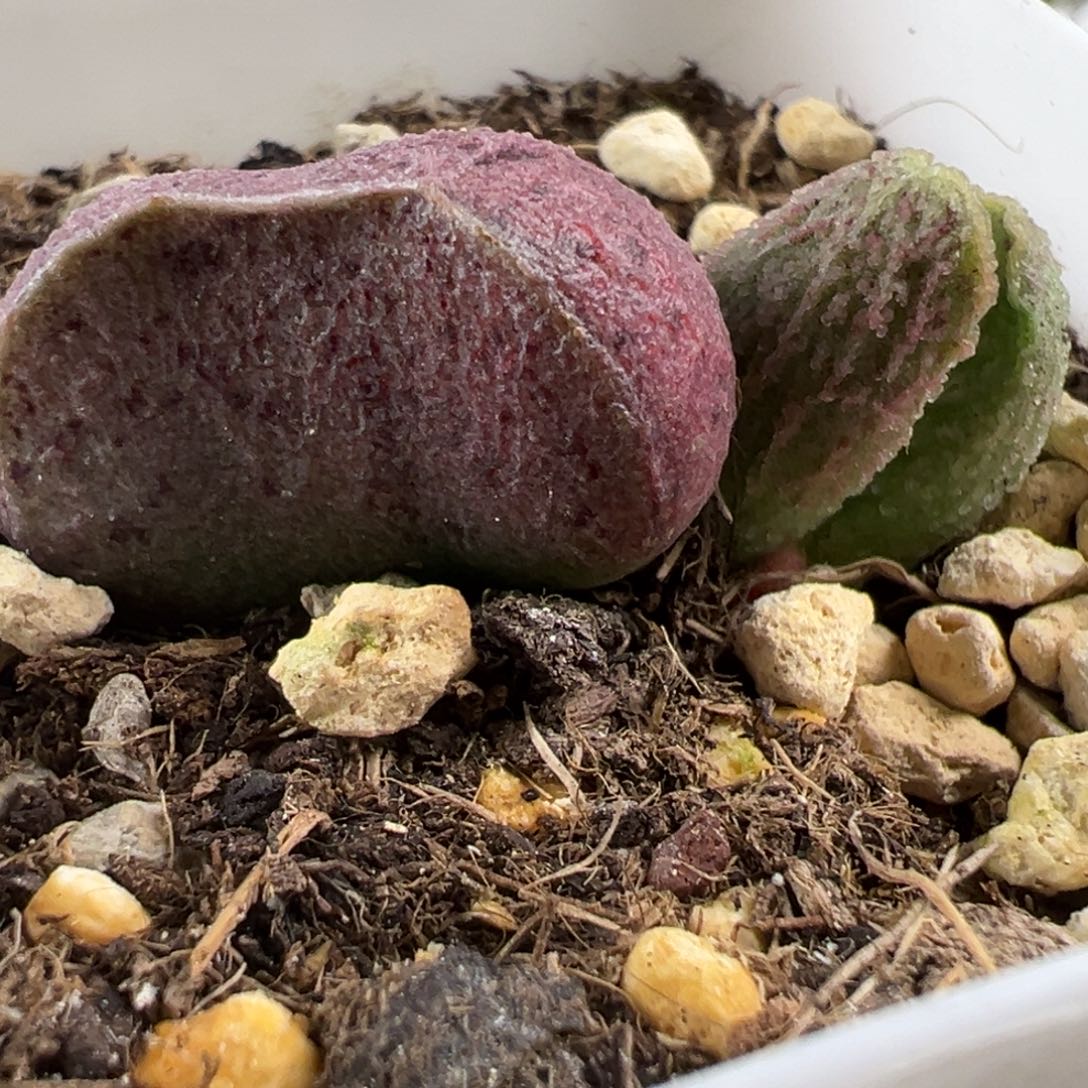 实生新品大苗多肉植物