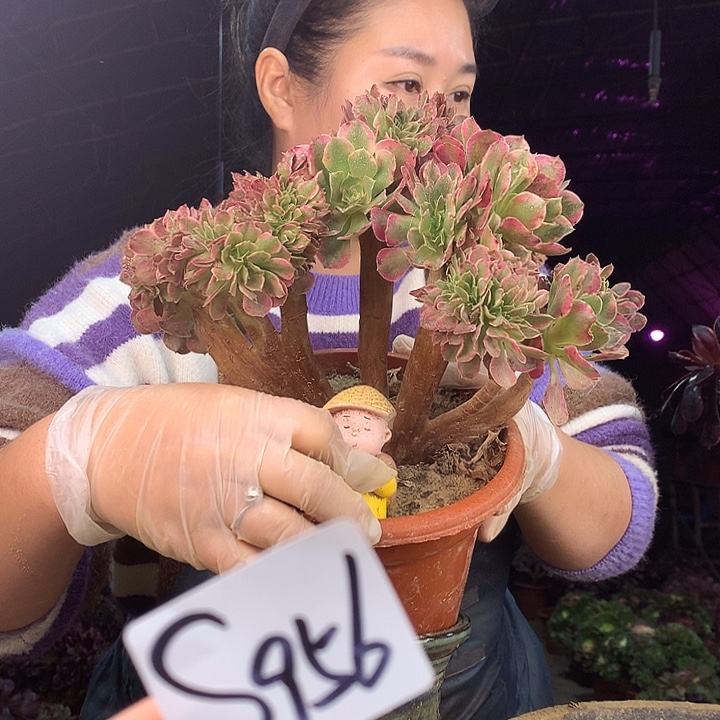 柒柒精品多肉脱土发货不包断侧枝S956