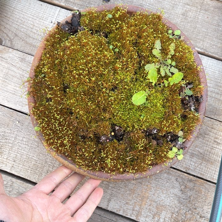 山野草@*X山野山野