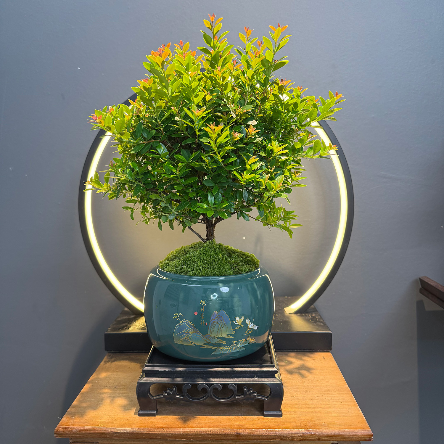 中式创意小叶赤楠可开花结果室内客厅桌面精致盆栽