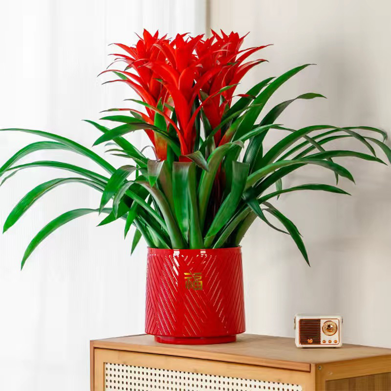 【鸿运当头】凤梨花卉盆栽室内好养四季开花鲜活绿植客厅桌面