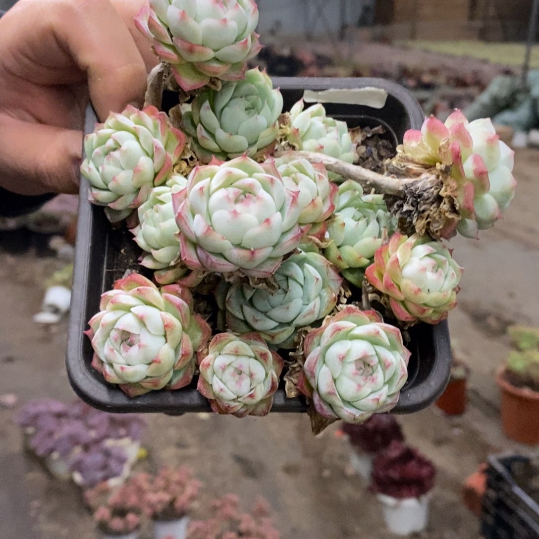 麦秆女王整桩带盆土，120杯