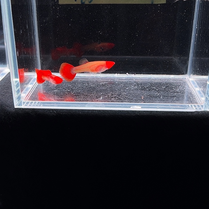 孔雀鱼深海蓝白子玻璃猫