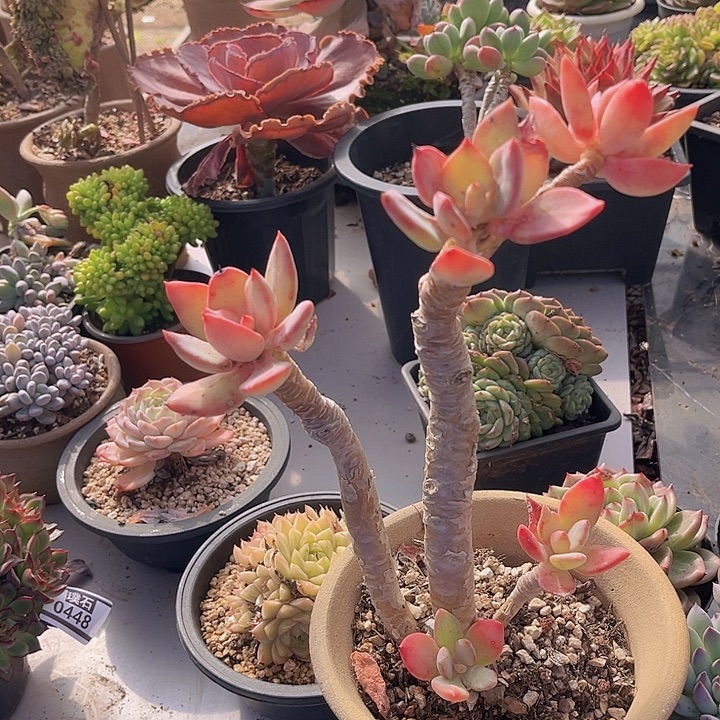 芒果美人0522多肉植物